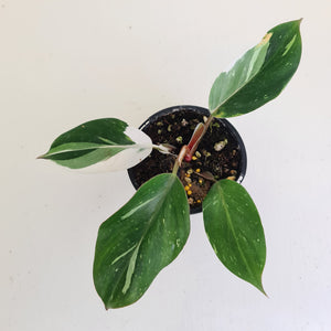 Philodendron White Knight