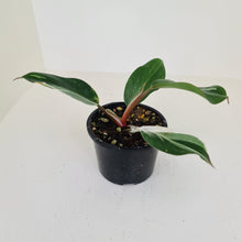 Load image into Gallery viewer, Philodendron White Knight