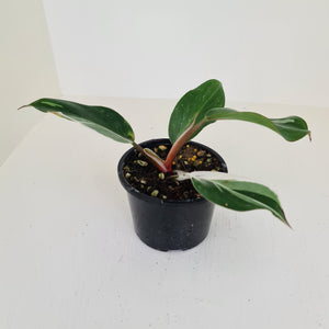 Philodendron White Knight