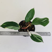 Load image into Gallery viewer, Philodendron White Knight