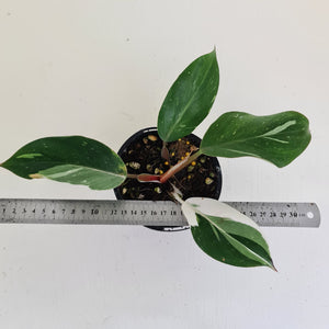 Philodendron White Knight