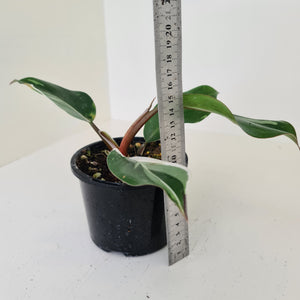 Philodendron White Knight