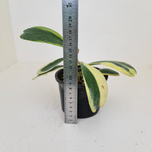 Load image into Gallery viewer, Variegated Hoya Kerrii