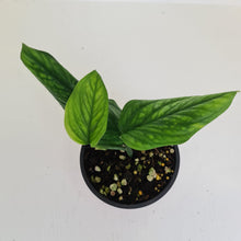 Load image into Gallery viewer, Monstera Peru / Karstenianum