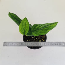 Load image into Gallery viewer, Monstera Peru / Karstenianum