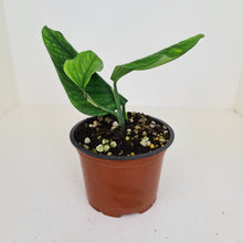 Load image into Gallery viewer, Monstera Peru / Karstenianum
