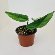 Load image into Gallery viewer, Monstera Peru / Karstenianum