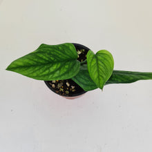 Load image into Gallery viewer, Monstera Peru / Karstenianum