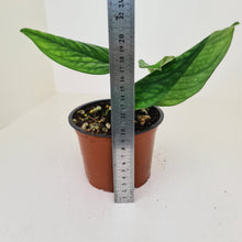 Load image into Gallery viewer, Monstera Peru / Karstenianum