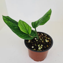 Load image into Gallery viewer, Monstera Peru / Karstenianum