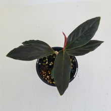 Load image into Gallery viewer, Rhodospatha Sp. &#39;Red Back&#39;
