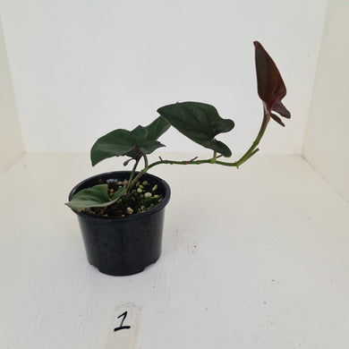 #1 Syngonium Erythrophyllum