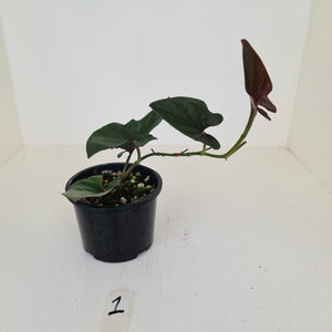 #1 Syngonium Erythrophyllum