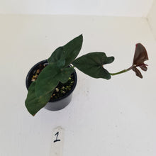 Load image into Gallery viewer, #1 Syngonium Erythrophyllum