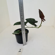 Load image into Gallery viewer, #1 Syngonium Erythrophyllum