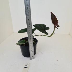 #1 Syngonium Erythrophyllum