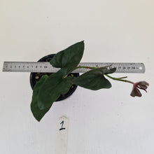 Load image into Gallery viewer, #1 Syngonium Erythrophyllum