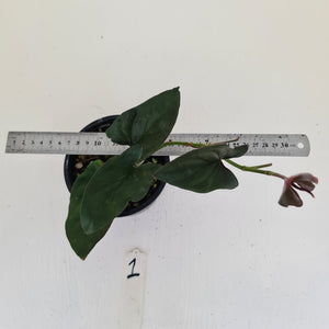 #1 Syngonium Erythrophyllum