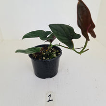 Load image into Gallery viewer, #1 Syngonium Erythrophyllum