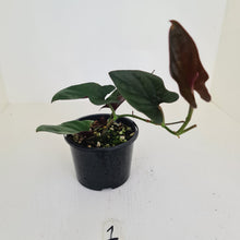 Load image into Gallery viewer, #1 Syngonium Erythrophyllum