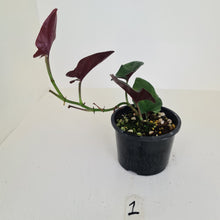 Load image into Gallery viewer, #1 Syngonium Erythrophyllum