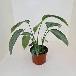 Schismatoglottis Silver - Multiple in pot