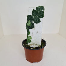 Load image into Gallery viewer, Rhaphidophora Cryptantha