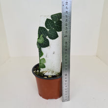 Load image into Gallery viewer, Rhaphidophora Cryptantha