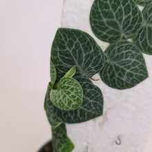 Load image into Gallery viewer, Rhaphidophora Cryptantha