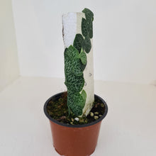 Load image into Gallery viewer, Rhaphidophora Cryptantha