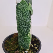 Load image into Gallery viewer, Rhaphidophora Cryptantha