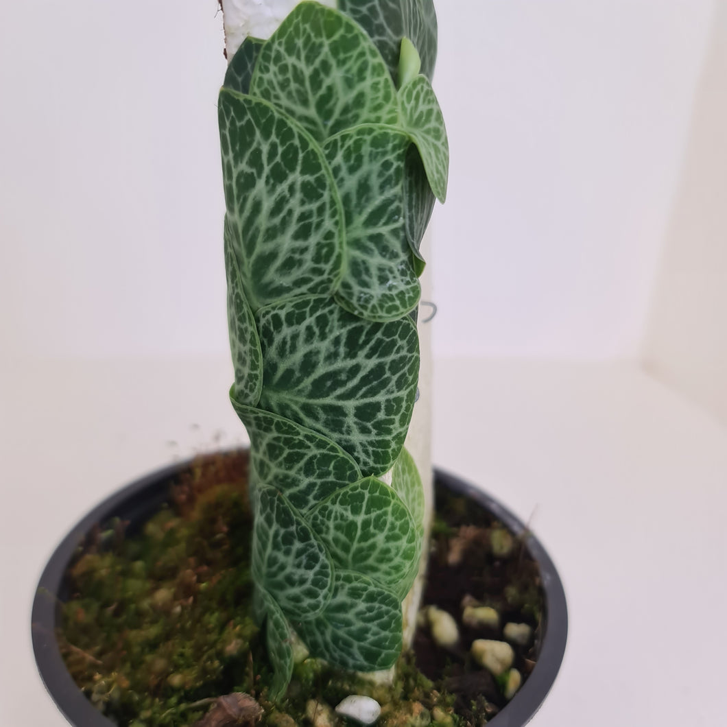 Rhaphidophora Cryptantha