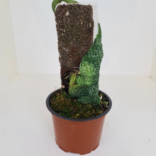 Load image into Gallery viewer, Rhaphidophora Cryptantha