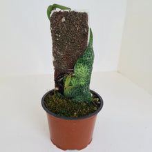 Load image into Gallery viewer, Rhaphidophora Cryptantha