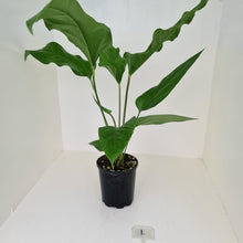 Load image into Gallery viewer, #1 Anthurium Watermaliense