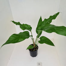 Load image into Gallery viewer, #1 Anthurium Watermaliense