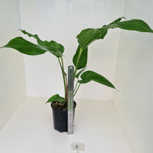 Load image into Gallery viewer, #1 Anthurium Watermaliense