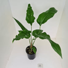 Load image into Gallery viewer, #1 Anthurium Watermaliense
