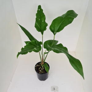 #1 Anthurium Watermaliense