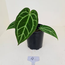 Load image into Gallery viewer, #4 Anthurium Crystallinum Hybrid