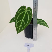Load image into Gallery viewer, #4 Anthurium Crystallinum Hybrid