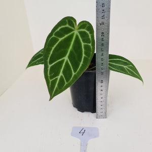#4 Anthurium Crystallinum Hybrid