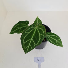 Load image into Gallery viewer, #4 Anthurium Crystallinum Hybrid