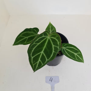 #4 Anthurium Crystallinum Hybrid