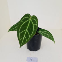 Load image into Gallery viewer, #4 Anthurium Crystallinum Hybrid
