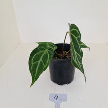 Load image into Gallery viewer, #4 Anthurium Crystallinum Hybrid