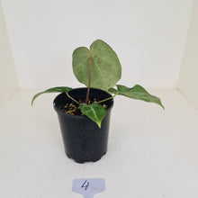 Load image into Gallery viewer, #4 Anthurium Crystallinum Hybrid