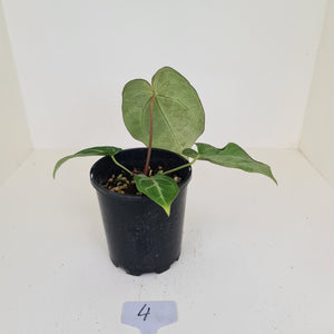 #4 Anthurium Crystallinum Hybrid