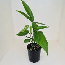 Load image into Gallery viewer, Anthurium Digitatum