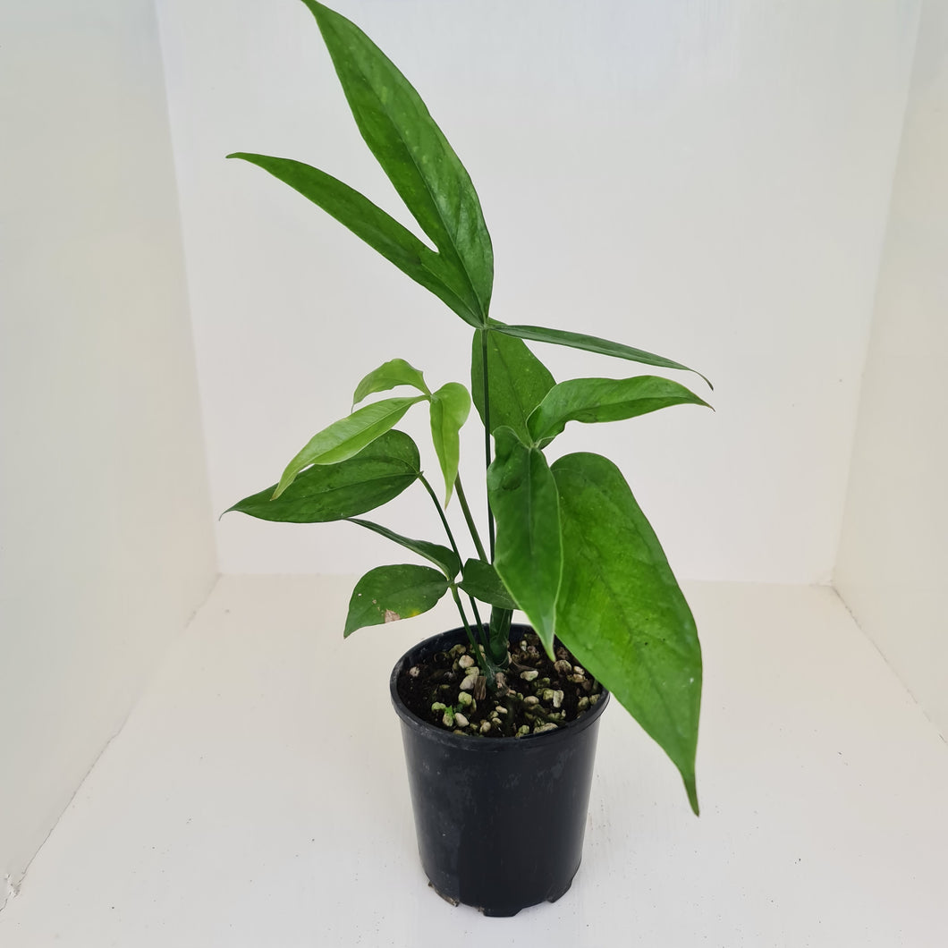 Anthurium Digitatum